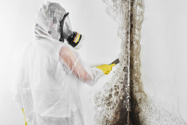 Best Mold Testing and Inspection Services in Baraga, MI