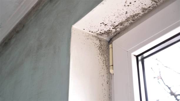 Best DIY Mold Remediation Support Services in Baraga, MI