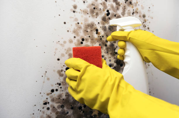 Best HVAC Mold Remediation in Baraga, MI