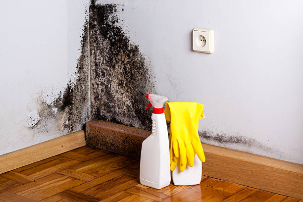 Best Bathroom Mold Remediation in Baraga, MI